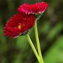 Blume  PICT 4720_Bildgröße ändern